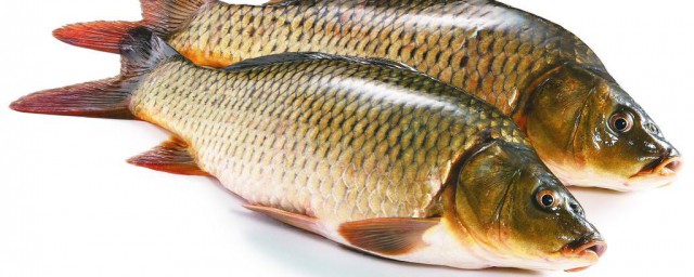鯉魚餌料搭配方法 釣鯉魚時如何配置適合的餌料