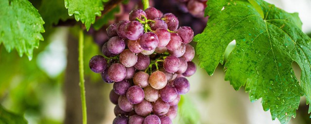 葡萄保鮮方法 葡萄常溫下可以保存多久