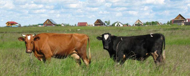 草原母牛和公牛的區別 可以試試這些方法