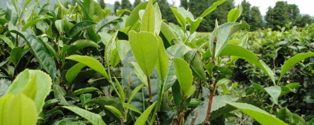 茶樹怎麼種 茶樹種法教程