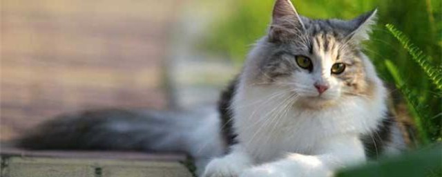 西伯利亞貓飼養方法 有哪些註意事項呢