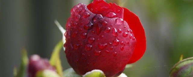 玫瑰的種植技術 養出美麗浪漫的玫瑰花
