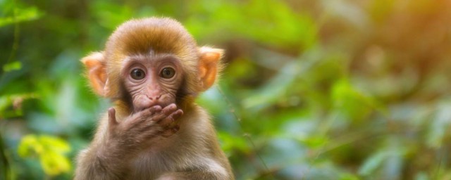 猴子繁植方式 猴子的繁殖能力超強
