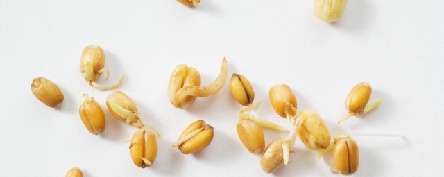 小麥胚芽怎麼吃 小麥胚芽怎麼做好吃