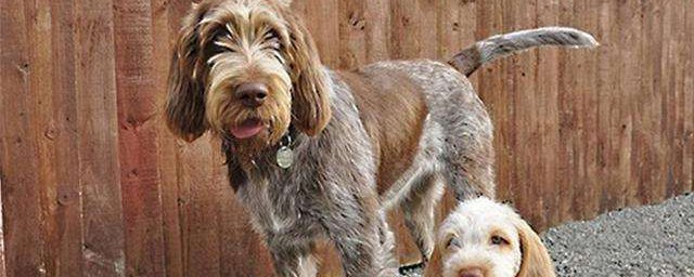 史畢諾犬的壽命 史畢諾犬一般能活多少年