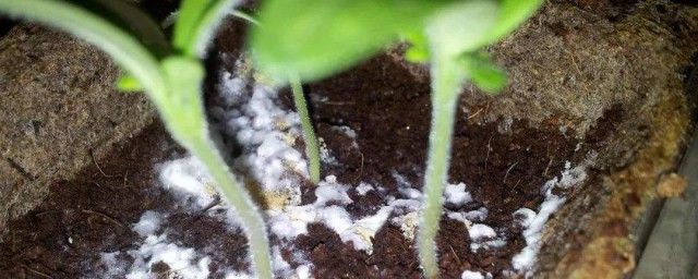 惡黴靈土壤消毒方法 惡黴靈給土壤消毒使用方法