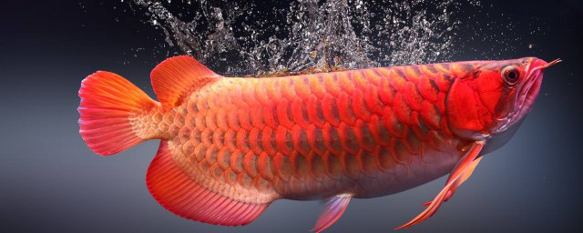 養紅龍魚禁忌 換水前後多久不能喂食