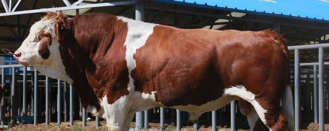 牛的重量怎麼算 怎樣計算牛體重