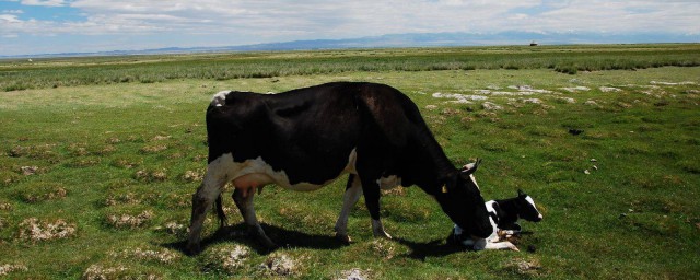 奶牛怎麼生小牛 奶牛是如何生小牛的