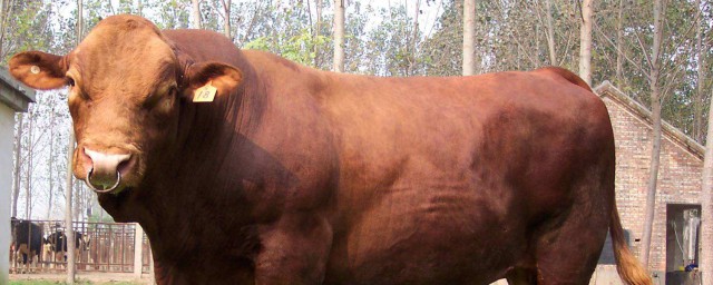 牛一般長多長 你瞭解過嗎