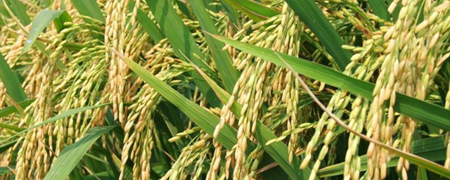 廣東水稻新品種有哪些 帶你瞭解三大新晉水稻品種