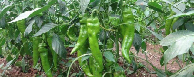 青椒的種植技術 辣椒即是蔬菜也是調味品