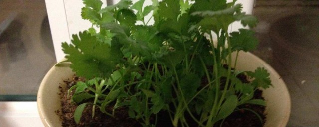 土法保存香菜 土方法保存香菜的幾個步驟