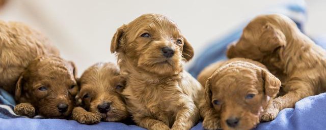 泰迪狗幼犬怎麼養 註意這6點就夠瞭