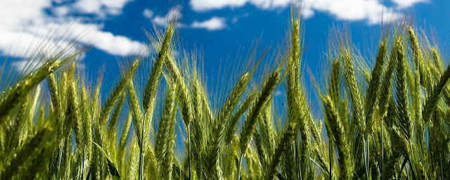 小麥打幾遍蕓苔素 蕓苔素簡介