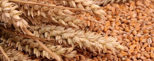 農村小麥怎麼儲存 怎樣儲存小麥