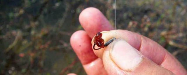 用紅蟲釣魚有危害嗎 會讓魚生病嗎