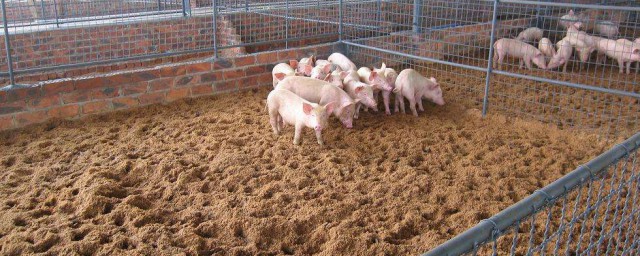 自制養豬發酵飼料 教你低成本養豬