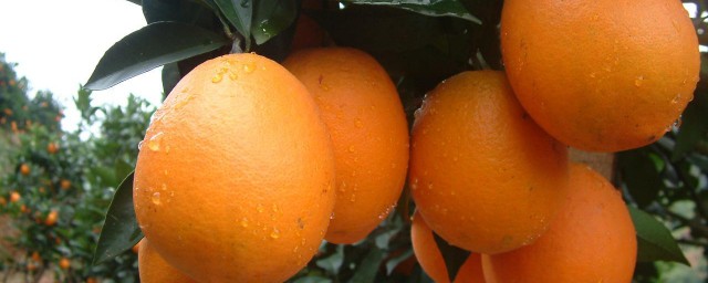 橙子的種植技術 值得收藏