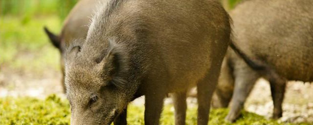 豪豬和野豬有什麼關系 野豬和豪豬是一種嗎