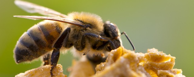如何捕野蜂 也稱為接蜂招蜂安蜂