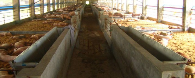 發酵飼料養豬的方法 具體方法如下