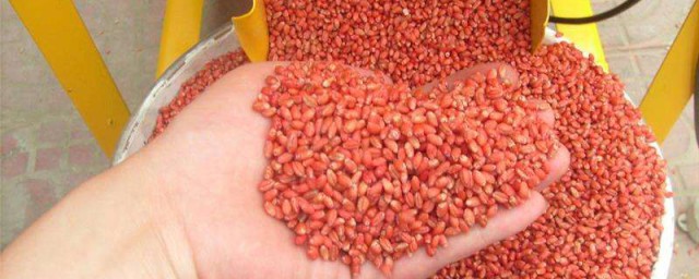 50斤小麥用多少辛硫磷拌種 辛硫磷拌種的使用方法