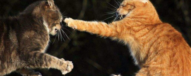 為什麼貓咪的爪子那麼厲害抓著就能爬 貓沒事兒就亮亮爪子