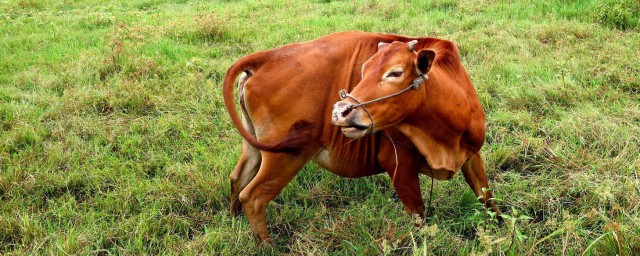 養牛最大的難點是什麼 你知道是什麼嗎