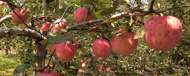 蘋果樹幾年能結果 壽命多久
