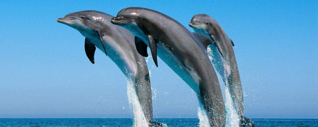 海豚為什麼不攻擊人類 在海豚眼裡人類如何