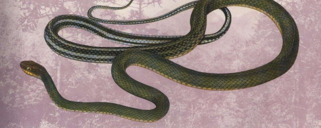 烏梢蛇最大有幾斤 你見過這麼大的嗎