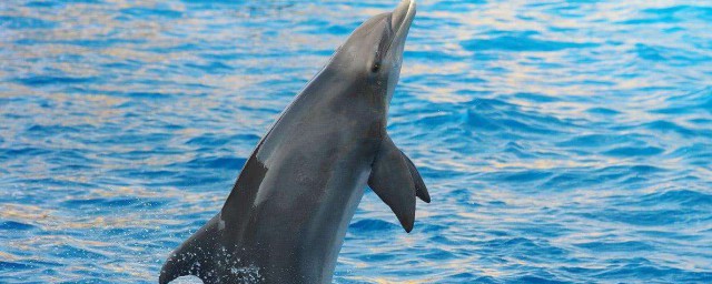海豚為什麼會救人 它的動機是什麼