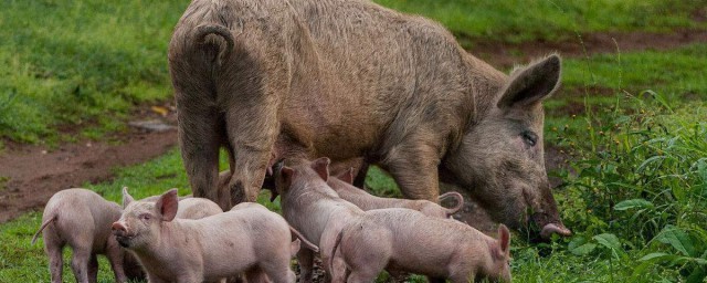 野豬泛濫成災為啥不吃 因為美國人不喜豬肉