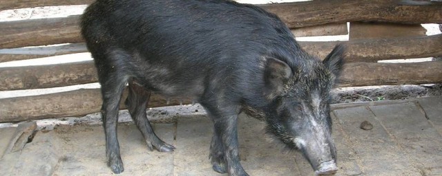 養野豬需要什麼條件 養殖野豬需要辦理什麼