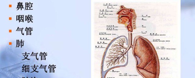 怎樣鍛煉肺部功能 如何鍛煉提高肺功能
