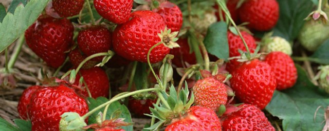 草莓的栽培方法 要註意哪些問題