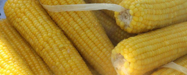 玉米吃多瞭會怎麼樣 玉米吃多的壞處