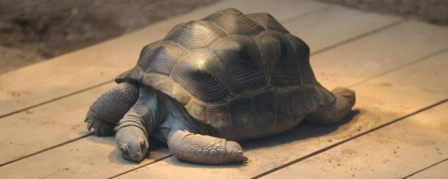 亞達伯拉象龜的壽命 亞達伯拉象龜是什麼