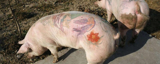 豬的器官種類 關於豬的介紹