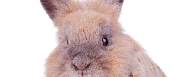 兔子吃食料多久才可以長大 有什麼前提嗎
