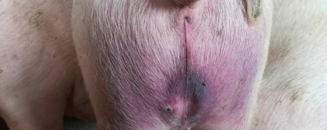 豬耳朵發紫和屁股發紫怎麼治 豬耳朵屁股發紫是什麼病