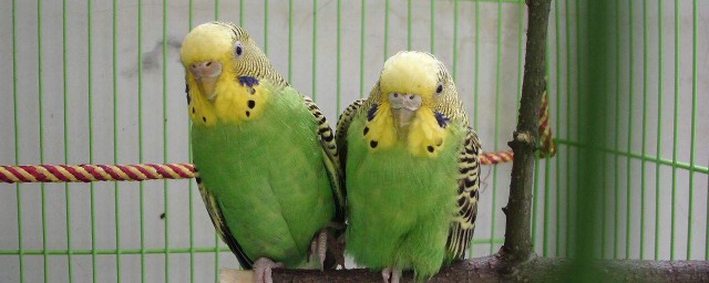 為什麼虎皮鸚鵡不能養兩隻 為什麼不能兩隻雄虎皮鸚鵡一起養