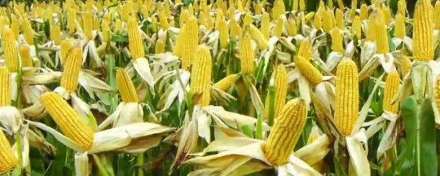 哪種玉米是轉基因的 什麼品種的玉米是轉基因