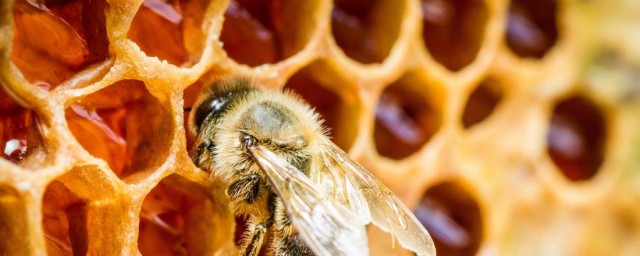 蜂膠怎麼吃效果最好 蜂膠吃法
