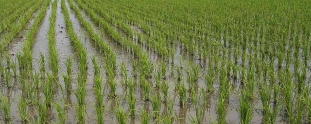 水稻一般施幾次肥 水稻到底施幾次肥