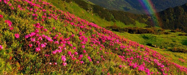 開滿鮮花的世界到底在哪裡 這是什麼歌