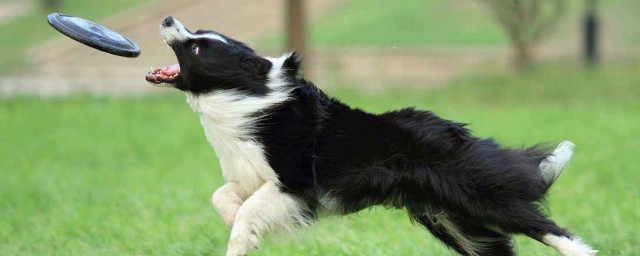 邊牧犬不能吃什麼 邊牧犬不能吃哪些食物