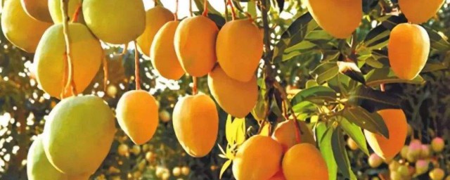 芒果籽的種植方法 你要知道