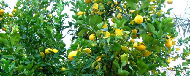 檸檬種植技術 檸檬種植技術是什麼